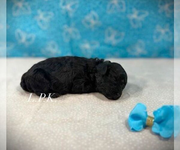Medium Photo #1 Poodle (Toy) Puppy For Sale in WINNSBORO, LA, USA