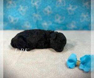 Poodle (Toy) Puppy for sale in WINNSBORO, LA, USA