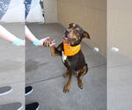 Small #1 Doberman Pinscher Mix