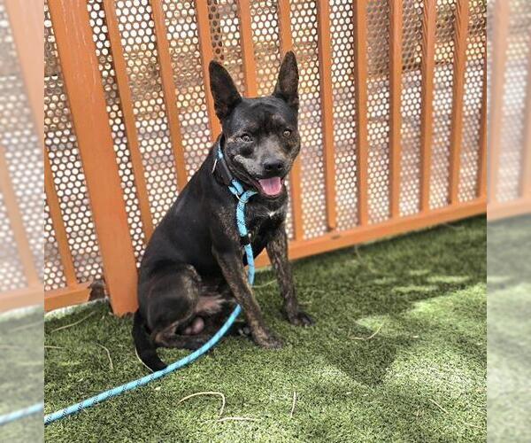 Medium Photo #1 Mutt Puppy For Sale in Las Vegas, NV, USA