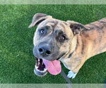 GUPPY - Female Mutt Dog for Adoption - Small photo