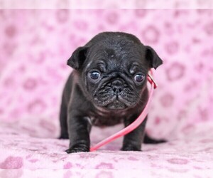 Jug-Pug Mix Puppy for sale in LIBERTY, KY, USA
