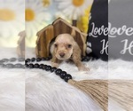 Small #10 Cocker Spaniel