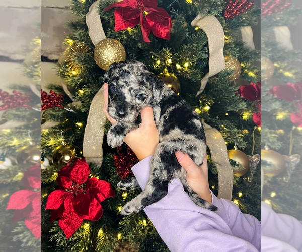 Medium Photo #1 Double Doodle Puppy For Sale in HASLET, TX, USA