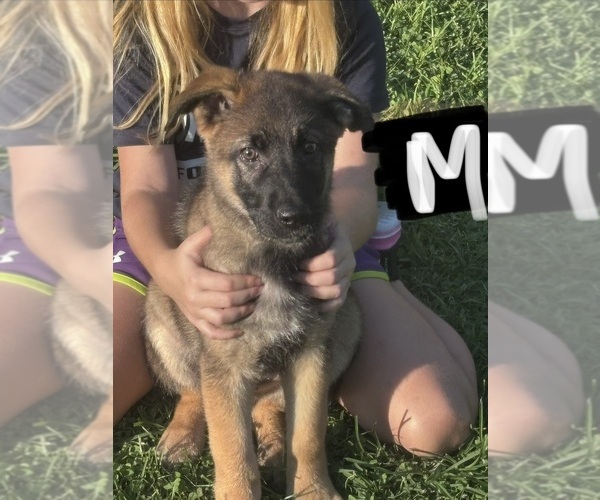 Medium Photo #1 German Shepherd Dog Puppy For Sale in MULBERRY, IN, USA