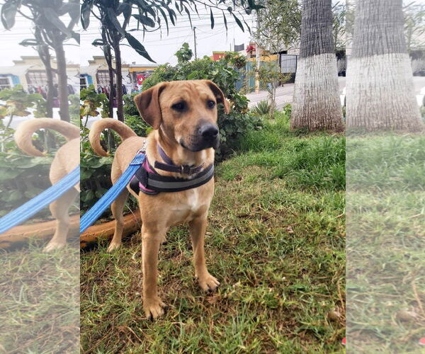 Medium Photo #5 Labrador Retriever-Unknown Mix Puppy For Sale in Woodland Hills, CA, USA