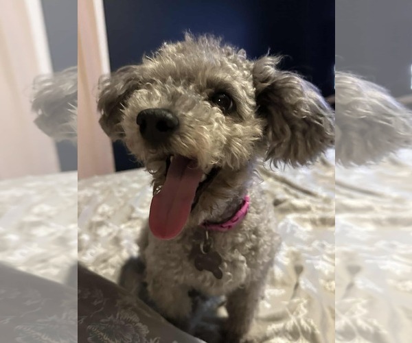 Medium Photo #1 Poodle (Miniature) Puppy For Sale in Holly Springs, NC, USA