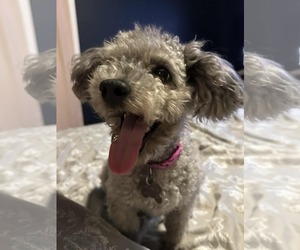 Poodle (Miniature) Dogs for adoption in Holly Springs, NC, USA