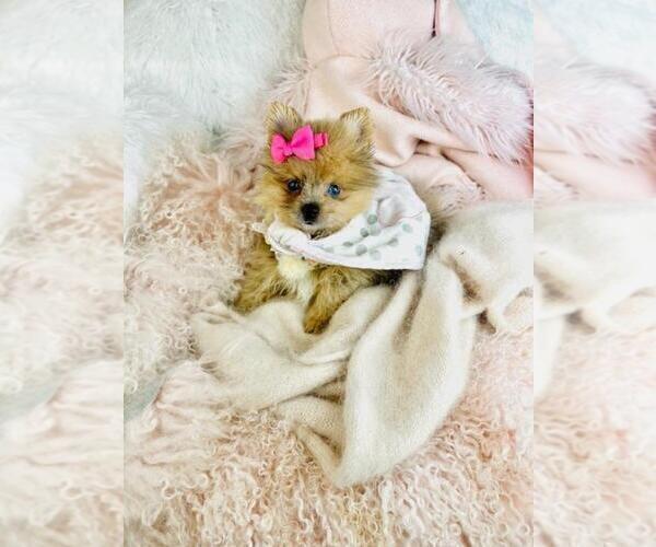 Medium Photo #28 Pomeranian Puppy For Sale in WINTER PARK, FL, USA