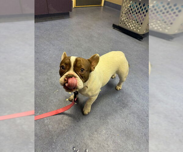 Medium Photo #1 French Bulldog Puppy For Sale in Santa Maria, CA, USA