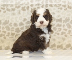 Small #3 Miniature Bernedoodle