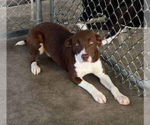 Mutt Dogs for adoption in Pryor, OK, USA