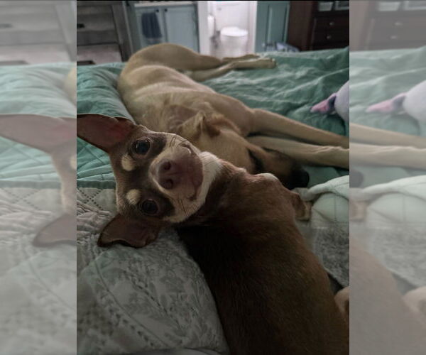 Medium Photo #3 Chihuahua-Unknown Mix Puppy For Sale in Raleigh, NC, USA