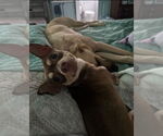 Small #2 Chihuahua Mix