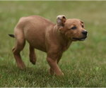 Small Labrador Retriever Mix