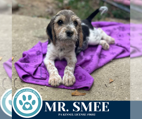 Medium Photo #4 Beagle-Unknown Mix Puppy For Sale in Kimberton, PA, USA
