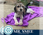 Small #3 Beagle Mix