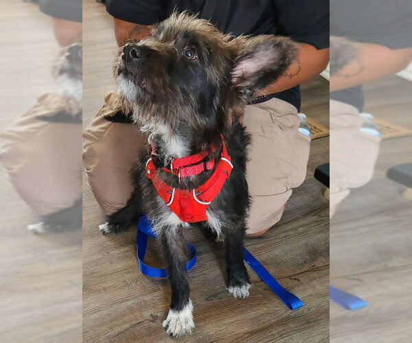 Medium Photo #1 Mutt Puppy For Sale in Fairfax, VA, USA