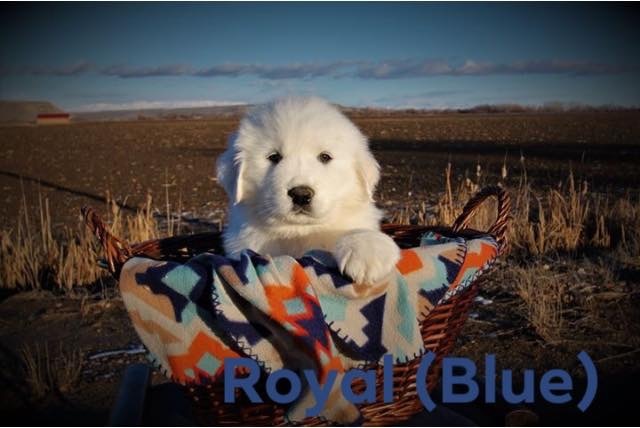 Medium Photo #1 Great Pyrenees Puppy For Sale in PAYETTE, ID, USA