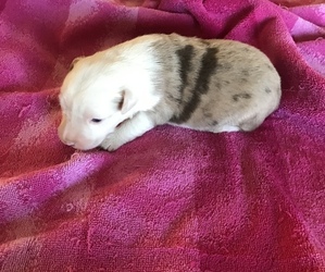 Miniature Australian Shepherd Puppy for sale in LUCERNE VALLEY, CA, USA