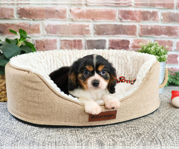 Medium Photo #3 Cavalier King Charles Spaniel Puppy For Sale in SYRACUSE, IN, USA