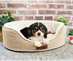 Small #2 Cavalier King Charles Spaniel