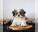 Small #4 Shih Tzu