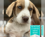 Small #1 Mutt
