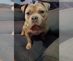 Small #1 American Staffordshire Terrier-Bulldog Mix