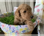 Small Photo #6 Labradoodle Puppy For Sale in DUNN, NC, USA