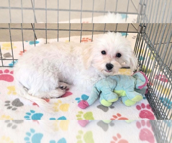 Medium Photo #4 Maltipoo (Toy) Puppy For Sale in ORO VALLEY, AZ, USA