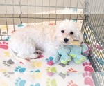 Small #3 Maltipoo (Toy)