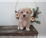 Small #3 Maltipoo (Miniature)