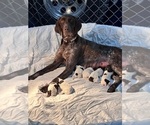 Small Photo #1 German Shorthaired Pointer Puppy For Sale in MAPLETON, IA, USA