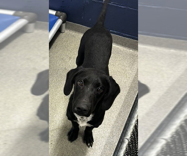Medium Photo #1 Labrador Retriever-Unknown Mix Puppy For Sale in Sterling, MA, USA