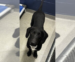 Labrador Retriever-Unknown Mix Dogs for adoption in Sterling, MA, USA