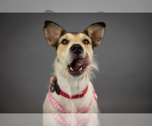 Parson Russell Terrier-Unknown Mix Dogs for adoption in Princeton, MN, USA
