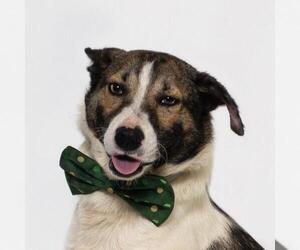 Texas Heeler-Unknown Mix Dogs for adoption in Santa Barbara, CA, USA