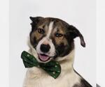 Small Texas Heeler Mix