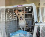 Small #7 Chihuahua Mix