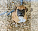 Small Photo #7 Boxer Puppy For Sale in Austin, TX, USA