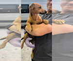 Small #2 Mutt