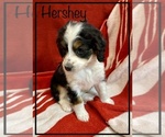 Small Photo #3 Miniature Bernedoodle Puppy For Sale in STONE CREEK, OH, USA