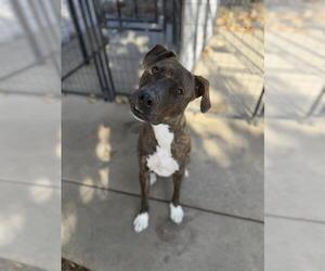 Mutt Dogs for adoption in Chula Vista, CA, USA