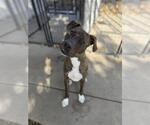 ZEN - Male Mutt Dog for Adoption - Small photo