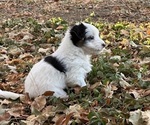 Puppy 2 Border Collie-Yorkshire Terrier Mix
