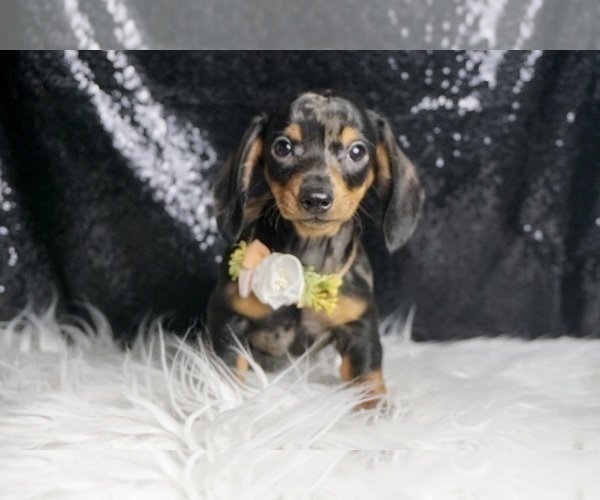 Medium Photo #61 Dachshund Puppy For Sale in WARSAW, IN, USA