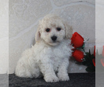 Small Photo #5 Poochon Puppy For Sale in GORDONVILLE, PA, USA