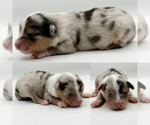 Miniature Australian Shepherd Puppy for sale in BROOKER, FL, USA