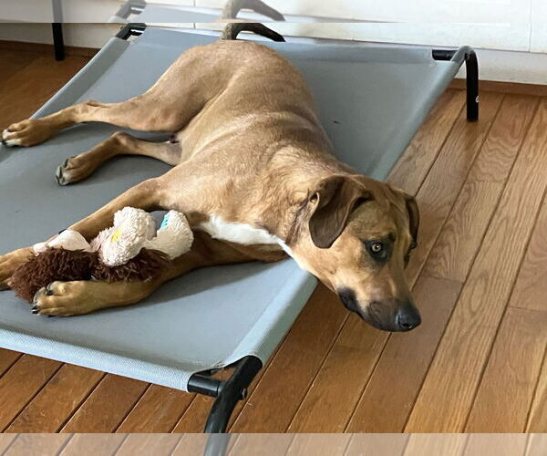 Medium Photo #2 Mutt Puppy For Sale in Germantown, OH, USA